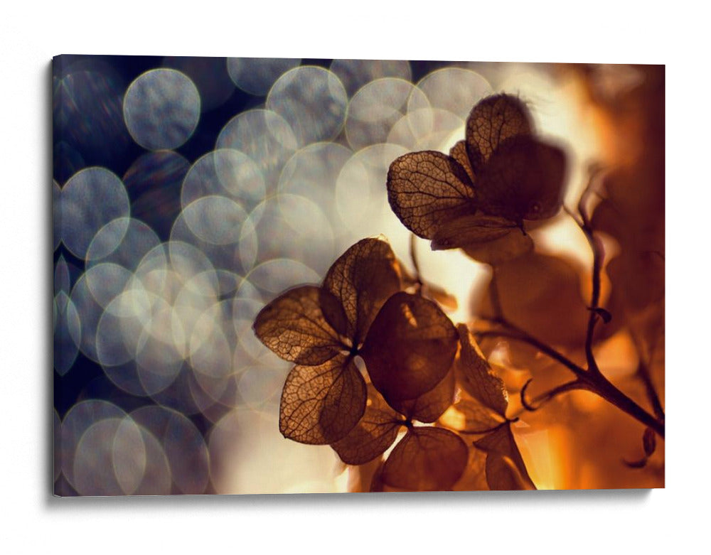 Flor de bokeh dorada - Dimitar Lazarov - | Cuadro decorativo de Canvas Lab