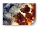 Flor de bokeh dorada - Dimitar Lazarov - | Cuadro decorativo de Canvas Lab