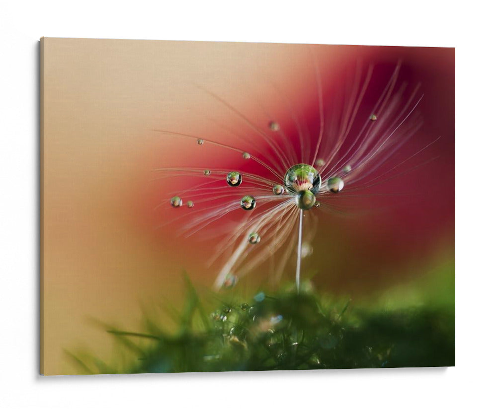 Gotas de rocío de diente de león con rojo de fondo - Heidi Westum | Cuadro decorativo de Canvas Lab