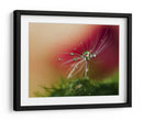 Gotas de rocío de diente de león con rojo de fondo - Heidi Westum | Cuadro decorativo de Canvas Lab