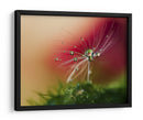 Gotas de rocío de diente de león con rojo de fondo - Heidi Westum | Cuadro decorativo de Canvas Lab