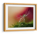 Gotas de rocío de diente de león con rojo de fondo - Heidi Westum | Cuadro decorativo de Canvas Lab