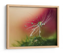 Gotas de rocío de diente de león con rojo de fondo - Heidi Westum | Cuadro decorativo de Canvas Lab