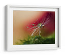 Gotas de rocío de diente de león con rojo de fondo - Heidi Westum | Cuadro decorativo de Canvas Lab