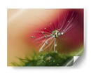 Gotas de rocío de diente de león con rojo de fondo - Heidi Westum | Cuadro decorativo de Canvas Lab