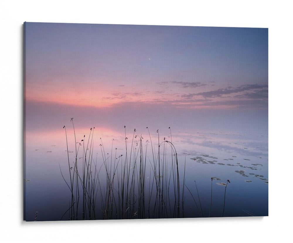 Juncos del lago del crepúsculo rosado - Keller | Cuadro decorativo de Canvas Lab