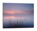 Juncos del lago del crepúsculo rosado - Keller | Cuadro decorativo de Canvas Lab