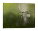 Suavidad etérea de diente de león - Heidi Westum | Cuadro decorativo de Canvas Lab