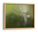 Suavidad etérea de diente de león - Heidi Westum | Cuadro decorativo de Canvas Lab