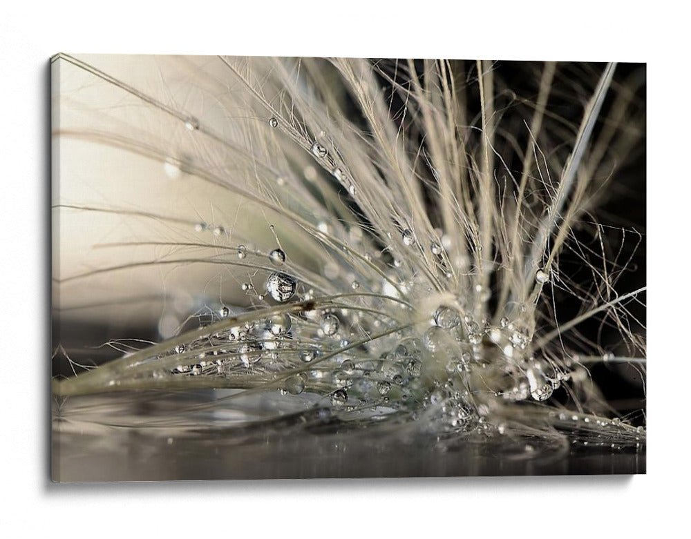 Múltiples gotas de rocío de diente de león - Maryam Zahirimehr | Cuadro decorativo de Canvas Lab