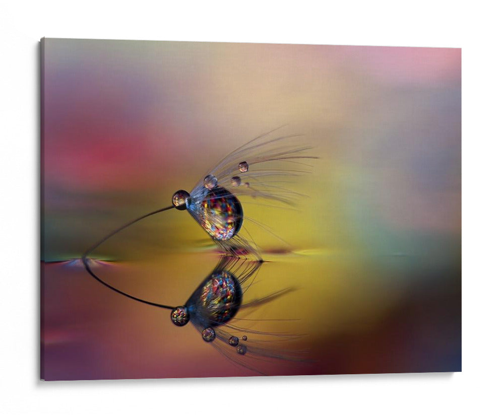 Gotas de diente de león arcoíris - Heidi Westum | Cuadro decorativo de Canvas Lab
