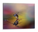 Gotas de diente de león arcoíris - Heidi Westum | Cuadro decorativo de Canvas Lab