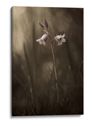 Delicadas flores de pradera - Allan Wallberg | Cuadro decorativo de Canvas Lab