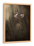 Delicadas flores de pradera - Allan Wallberg | Cuadro decorativo de Canvas Lab