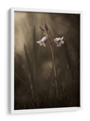 Delicadas flores de pradera - Allan Wallberg | Cuadro decorativo de Canvas Lab