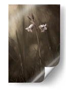 Delicadas flores de pradera - Allan Wallberg | Cuadro decorativo de Canvas Lab