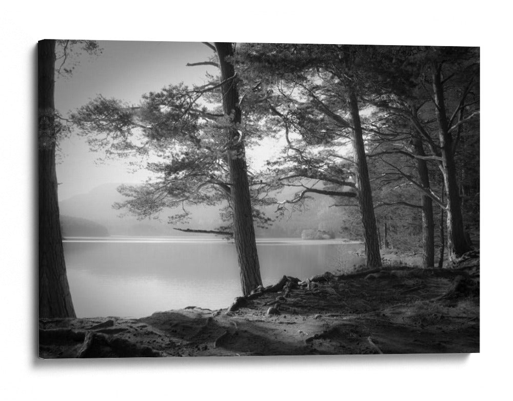 Pinos brumosos a orillas del lago - Dorit Fuhg | Cuadro decorativo de Canvas Lab