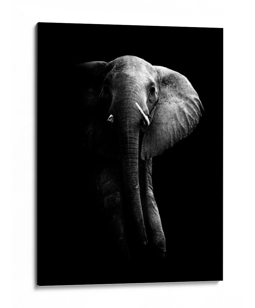 La majestuosidad del elefante oscuro - WildPhotoArt | Cuadro decorativo de Canvas Lab
