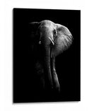 La majestuosidad del elefante oscuro - WildPhotoArt | Cuadro decorativo de Canvas Lab