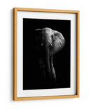 La majestuosidad del elefante oscuro - WildPhotoArt | Cuadro decorativo de Canvas Lab