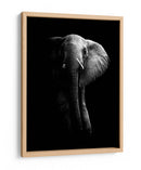 La majestuosidad del elefante oscuro - WildPhotoArt | Cuadro decorativo de Canvas Lab