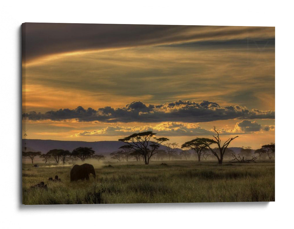 Atardecer con elefante africano - Amnon Eichelberg | Cuadro decorativo de Canvas Lab