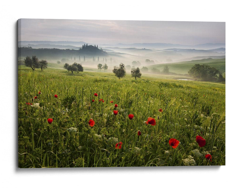 Amapolas toscanas brumosas - Daniel Řeřicha | Cuadro decorativo de Canvas Lab