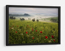 Amapolas toscanas brumosas - Daniel Řeřicha | Cuadro decorativo de Canvas Lab