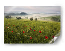 Amapolas toscanas brumosas - Daniel Řeřicha | Cuadro decorativo de Canvas Lab