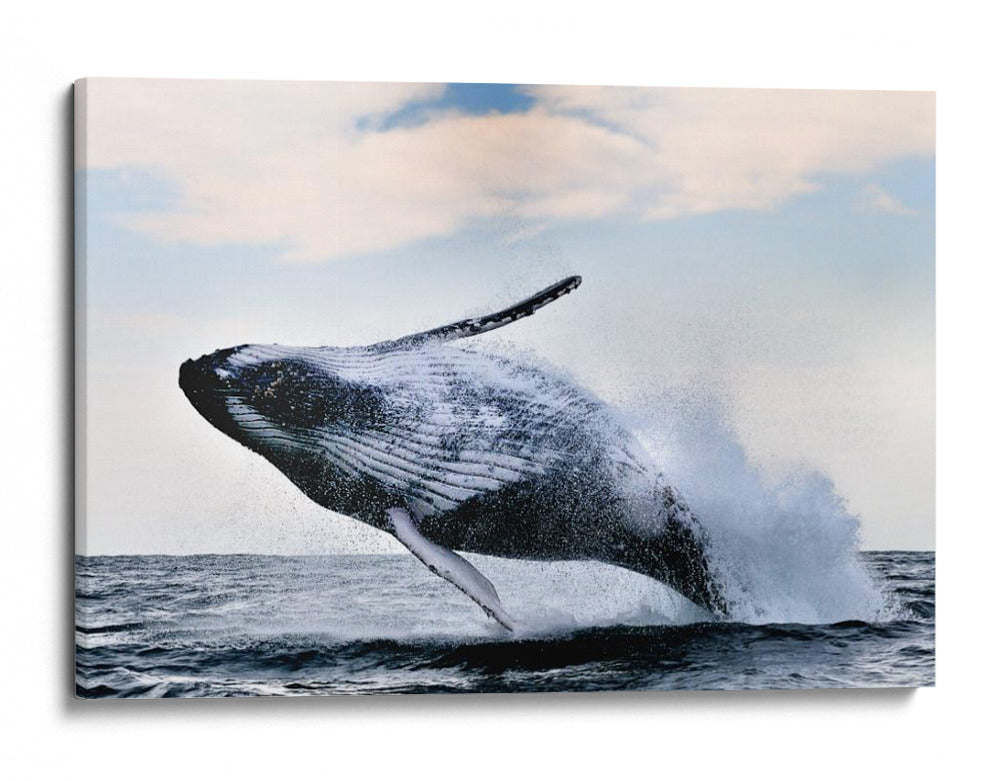 Una ballena jorobada gigante saltando - Alexander Safonov | Cuadro decorativo de Canvas Lab