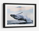 Una ballena jorobada gigante saltando - Alexander Safonov | Cuadro decorativo de Canvas Lab