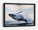 Una ballena jorobada gigante saltando - Alexander Safonov | Cuadro decorativo de Canvas Lab