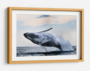 Una ballena jorobada gigante saltando - Alexander Safonov | Cuadro decorativo de Canvas Lab