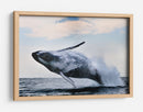 Una ballena jorobada gigante saltando - Alexander Safonov | Cuadro decorativo de Canvas Lab