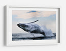 Una ballena jorobada gigante saltando - Alexander Safonov | Cuadro decorativo de Canvas Lab