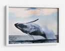 Una ballena jorobada gigante saltando - Alexander Safonov | Cuadro decorativo de Canvas Lab
