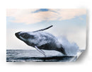 Una ballena jorobada gigante saltando - Alexander Safonov | Cuadro decorativo de Canvas Lab