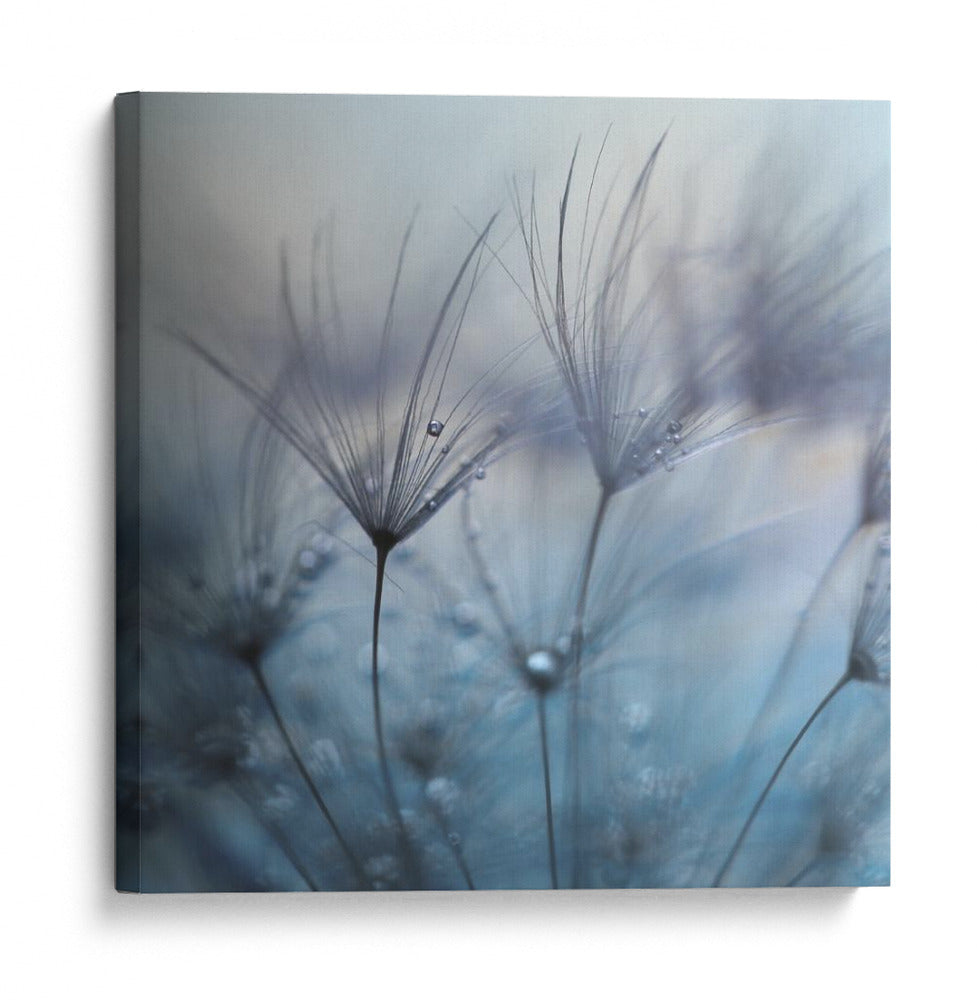 Gotas frías de rocío de diente de león - Mathieu Irthum | Cuadro decorativo de Canvas Lab