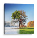 Árbol de las cuatro estaciones - Adam Brzuszek | Cuadro decorativo de Canvas Lab
