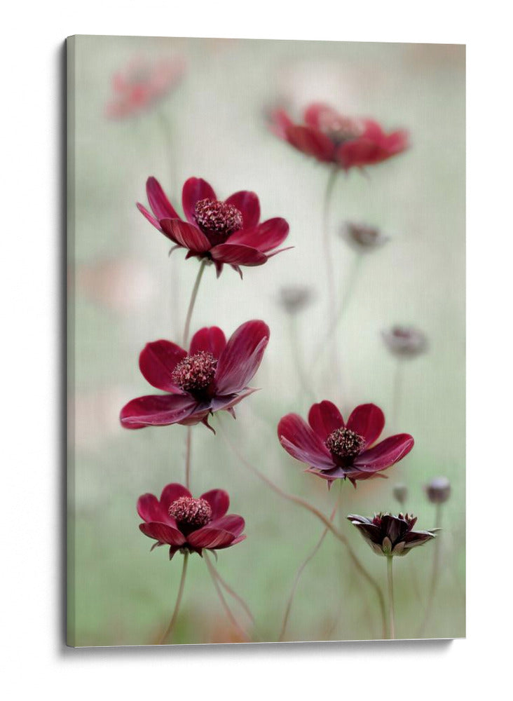 El vaivén del cosmos - Mandy Disher | Cuadro decorativo de Canvas Lab