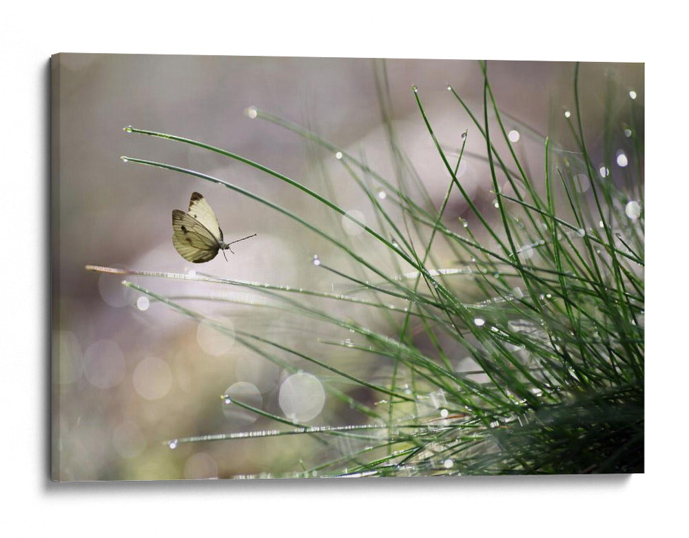 Mariposa del rocío matutino - Anna Cseresnjes | Cuadro decorativo de Canvas Lab