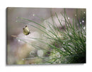 Mariposa del rocío matutino - Anna Cseresnjes | Cuadro decorativo de Canvas Lab