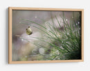 Mariposa del rocío matutino - Anna Cseresnjes | Cuadro decorativo de Canvas Lab