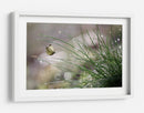 Mariposa del rocío matutino - Anna Cseresnjes | Cuadro decorativo de Canvas Lab