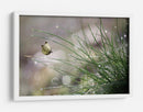 Mariposa del rocío matutino - Anna Cseresnjes | Cuadro decorativo de Canvas Lab