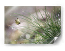 Mariposa del rocío matutino - Anna Cseresnjes | Cuadro decorativo de Canvas Lab