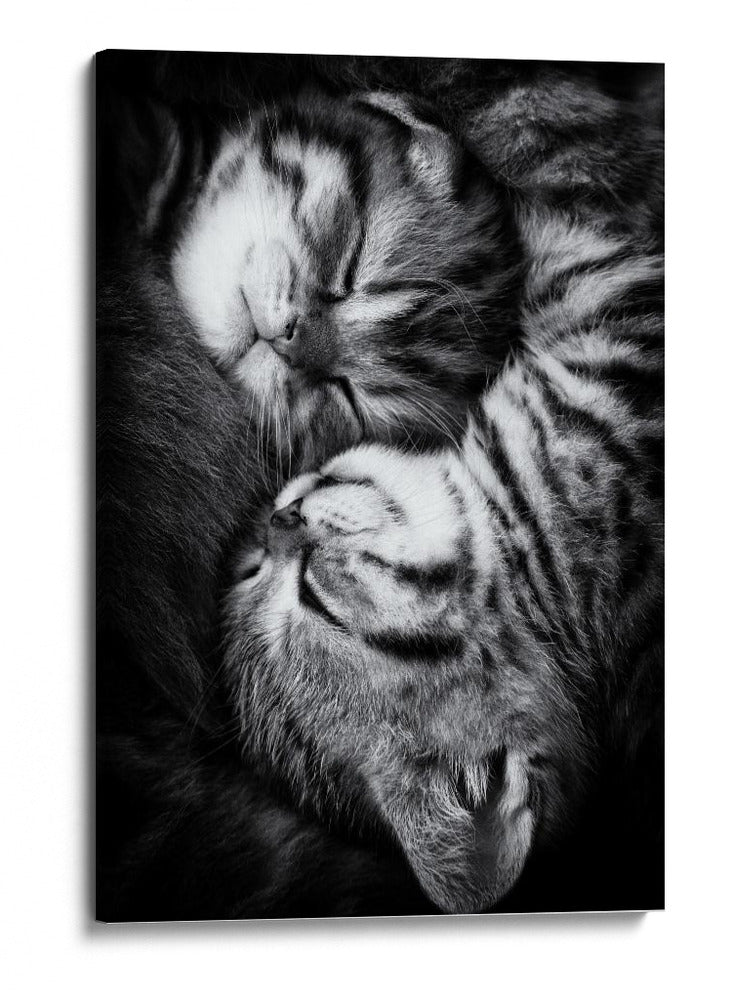Gatitos durmiendo plácidamente - Andrea Jancova | Cuadro decorativo de Canvas Lab