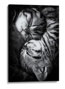 Gatitos durmiendo plácidamente - Andrea Jancova | Cuadro decorativo de Canvas Lab