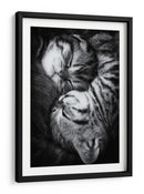 Gatitos durmiendo plácidamente - Andrea Jancova | Cuadro decorativo de Canvas Lab