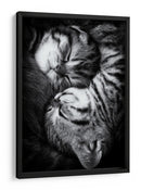 Gatitos durmiendo plácidamente - Andrea Jancova | Cuadro decorativo de Canvas Lab
